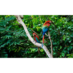 Amazon, Savanna  and  Pantanal  2022